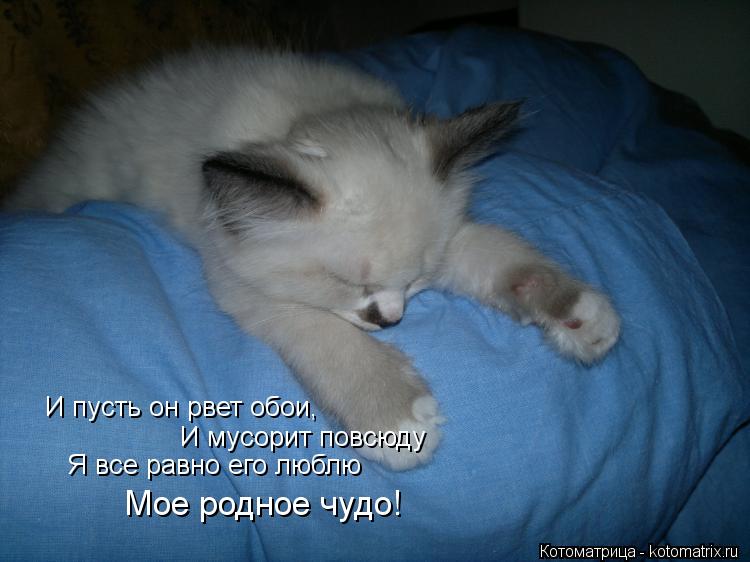 Котоматрица: И пусть он рвет обои, И мусорит повсюду Я все равно его люблю Мое родное чудо!