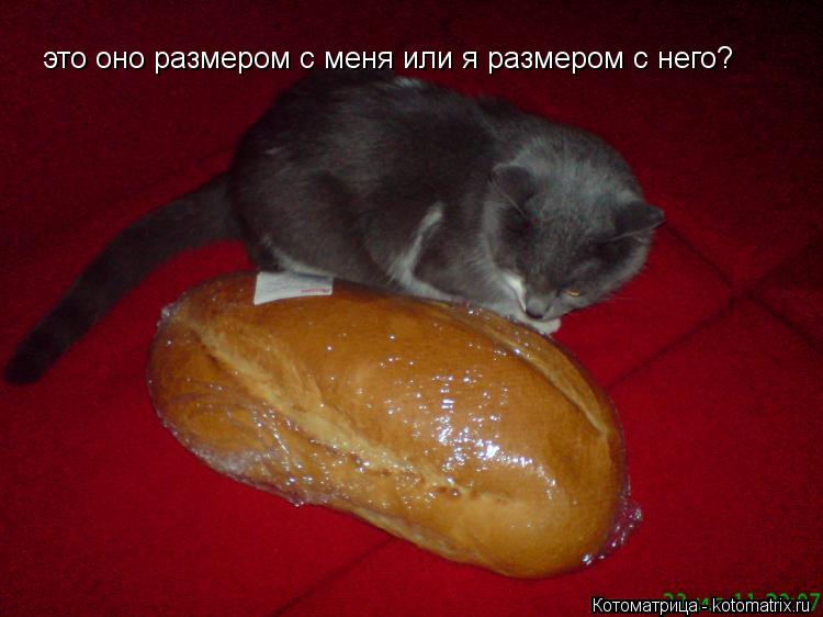 это оно размером с меня или я размером с него?... Котоматрица: это оно размером с меня или я размером с него?