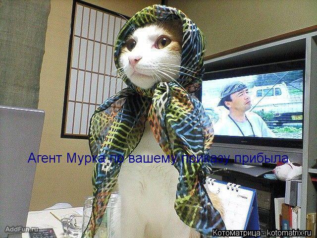 Котоматрица: Агент Мурка по вашему приказу прибыла