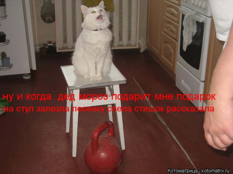 Котоматрица: ну и когда  дед мороз подарит мне подарок на стул залезла песенку спела стишок рассказала
