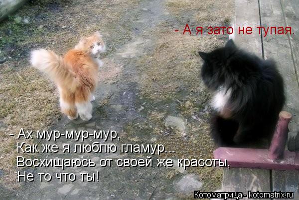 Котоматрица: - Ах мур-мур-мур, Как же я люблю гламур... Восхищаюсь от своей же красоты, Не то что ты! - А я зато не тупая.