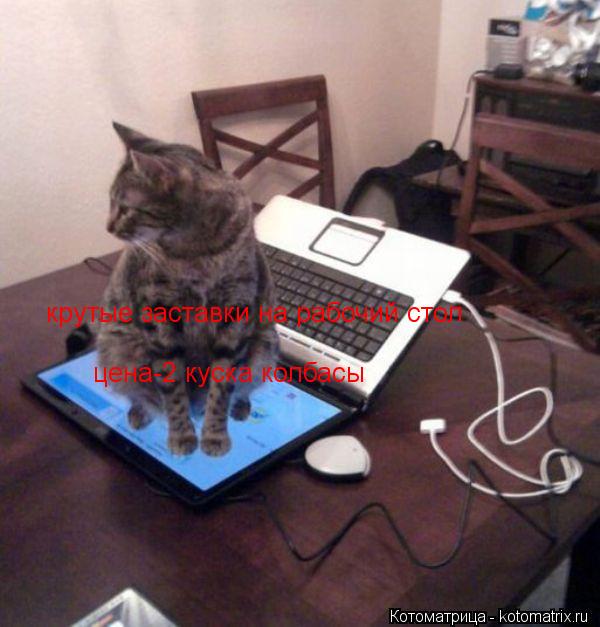 крутые заставки на рабочий стол цена-2 куска колбасы... Котоматрица: крутые заставки на рабочий стол цена-2 куска колбасы