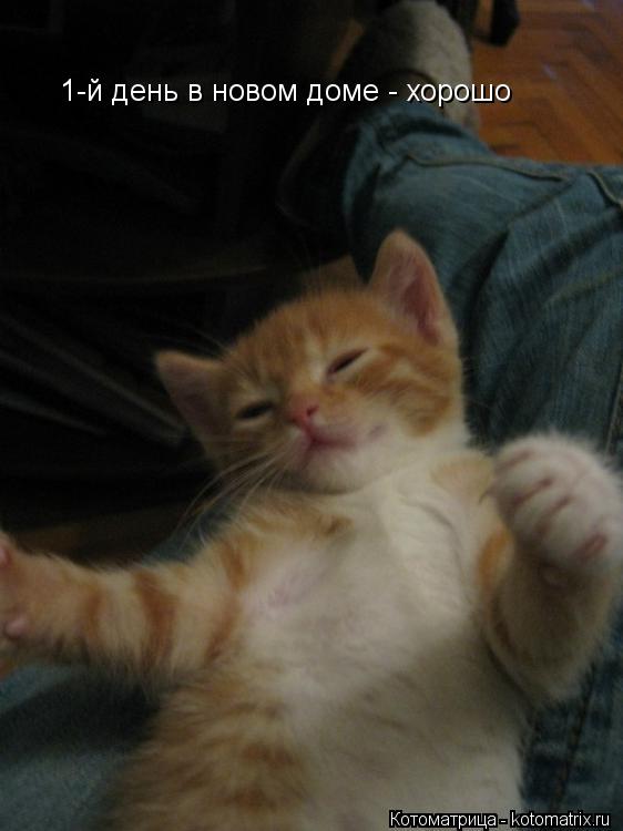 Котоматрица: 1-й день в новом доме - хорошо