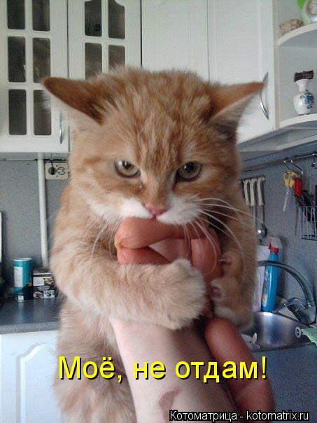 Котоматрица: Моё, не отдам!