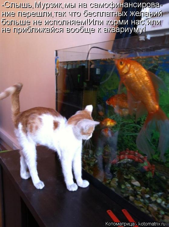 Котоматрица: -Слышь,Мурзик,мы на самофинансирова- ние перешли,так что бесплатных желаний больше не исполняем!Или корми нас,или не приближайся вообще к а