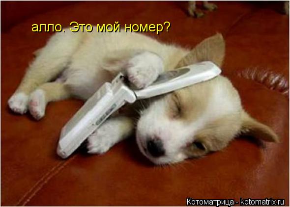 Котоматрица: алло. Это мой номер?