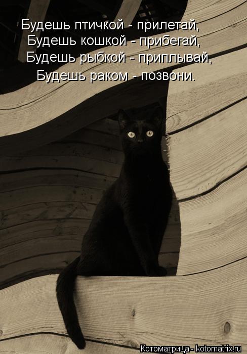 Котоматрица: Будешь птичкой - прилетай,   Будешь кошкой - прибегай,   Будешь рыбкой - приплывай,   Будешь раком - позвони.