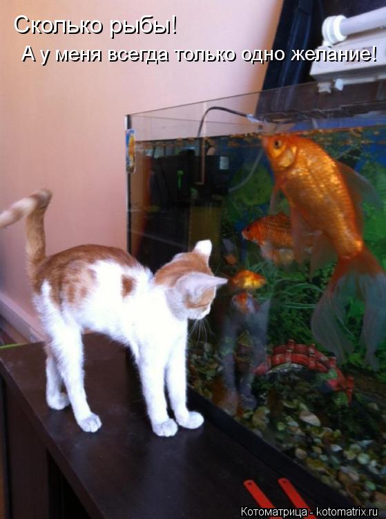 Котоматрица: Сколько рыбы!  А у меня всегда только одно желание!