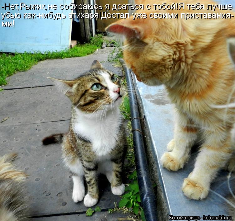 Котоматрица: -Нет,Рыжик,не собираюсь я драться с тобой!Я тебя лучше убью как-нибудь втихаря!Достал уже своими приставания- ми!