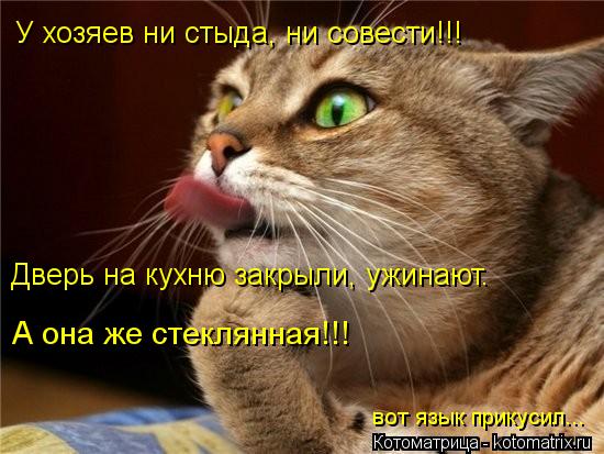 Котоматрица: У хозяев ни стыда, ни совести!!! Дверь на кухню закрыли, ужинают. А она же стеклянная!!! вот язык прикусил...