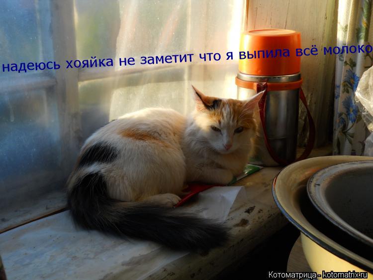 надеюсь хояйка не заметит что я выпила всё молоко... Котоматрица: надеюсь хояйка не заметит что я выпила всё молоко