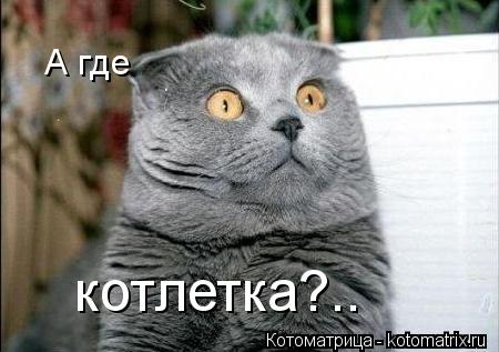 Котоматрица: А где котлетка?..