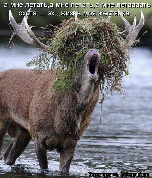 Котоматрица: а мне летать,а мне летать,а мне летаааать охота.... эх...жизнь моя жестянка...  охота.... эх...жизнь моя жестянка...