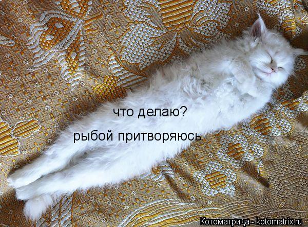 Котоматрица: что делаю? рыбой притворяюсь