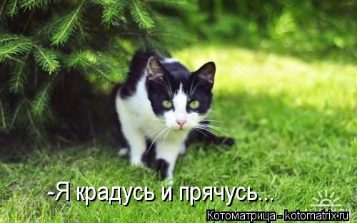 Котоматрица: -Я крадусь и прячусь...