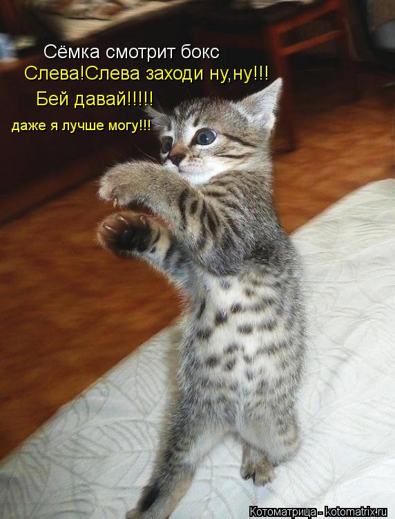 Котоматрица: Сёмка смотрит бокс Слева!Слева заходи ну,ну!!! Бей давай!!!!! даже я лучше могу!!!