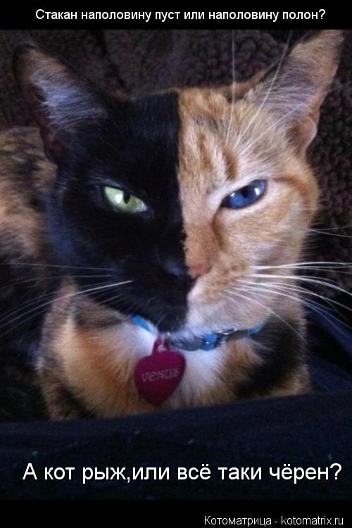 Стакан наполовину пуст или наполовину полон? А кот рыж,или всё таки чёрен?... Котоматрица: Стакан наполовину пуст или наполовину полон? А кот рыж,или всё таки чёрен?