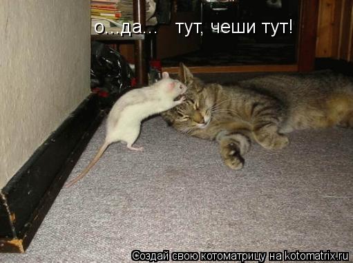 Котоматрица: о...да...тут чеши тут! о...да...   тут, чеши тут!