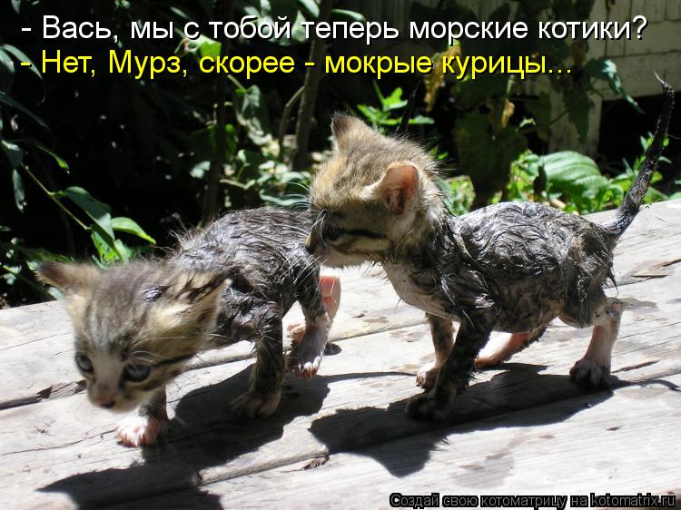 Котоматрица: - Вась, мы с тобой теперь морские котики? - Нет, Мурз, скорее - мокрые курицы...
