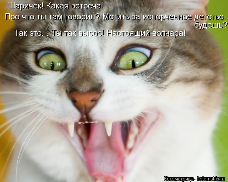 Шаричек! Какая встреча! Про что ты там говорил? Мстить за испорченное детство будешь? Так это... Ты т... Котоматрица: Шаричек! Какая встреча! Про что ты там говорил? Мстить за испорченное детство будешь? Так это... Ты так вырос! Настоящий волчара!