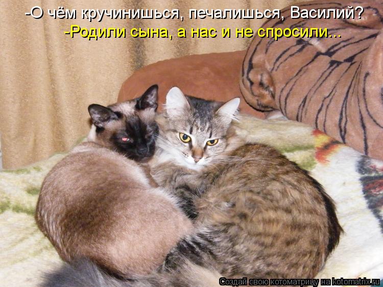 Котоматрица: -О чём кручинишься, печалишься, Василий? -Родили сына, а нас и не спросили...