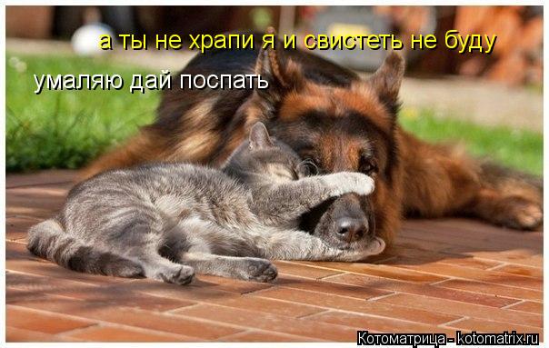 Котоматрица: умаляю дай поспать  а ты не храпи я и свистеть не буду
