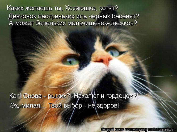 Котоматрица: Каких желаешь ты, Хозяюшка, котят? Девчонок пестреньких иль черных бесенят? А может беленьких мальчишечек-снежков? Как! Снова - рыжих?! Нахал