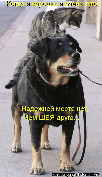 Когда и хорошо, и очень туго, Надежней места нет, Чем ШЕЯ друга...... Котоматрица: Когда и хорошо, и очень туго, Надежней места нет, Чем ШЕЯ друга...