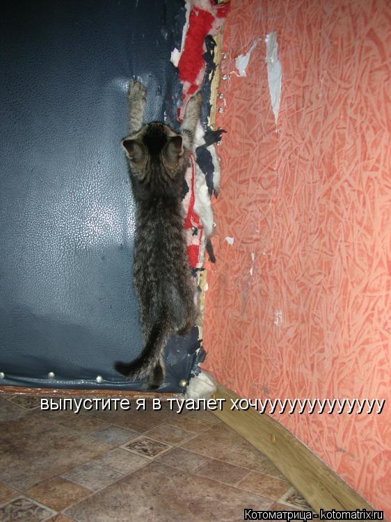 Котоматрица: выпустите я в туалет хочууууууууууууу