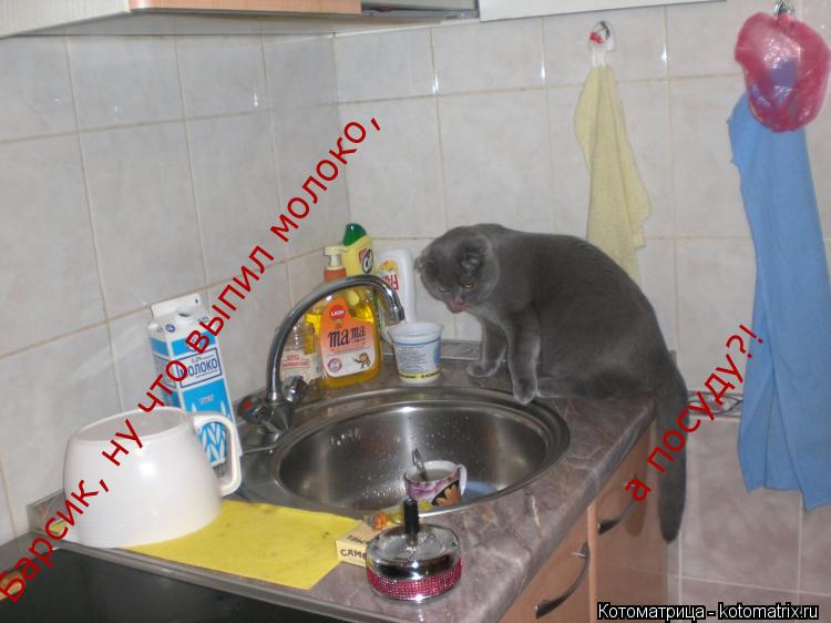 Котоматрица: Барсик, ну что выпил молоко,                                                                                      а посуду?!     а посуду?!