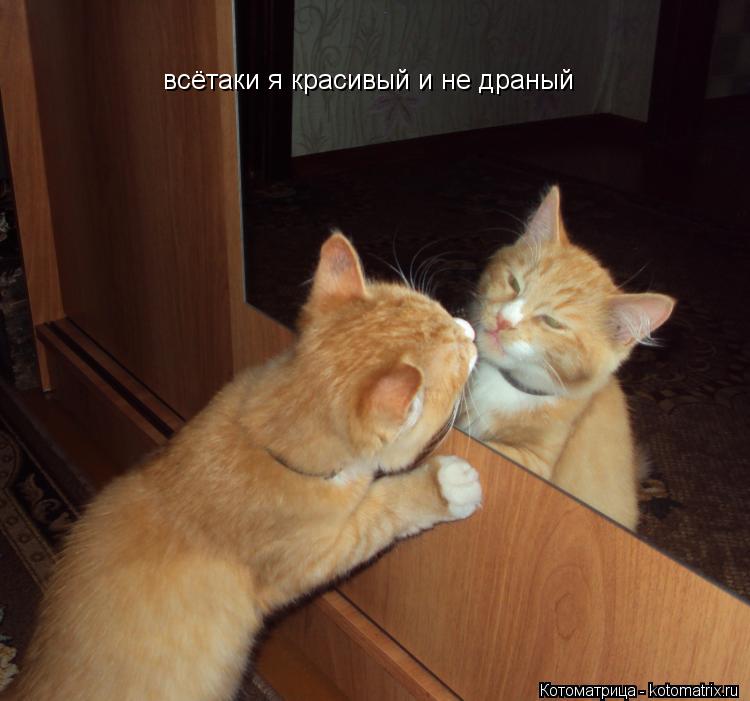 Котоматрица: всётаки я красивый и не драный