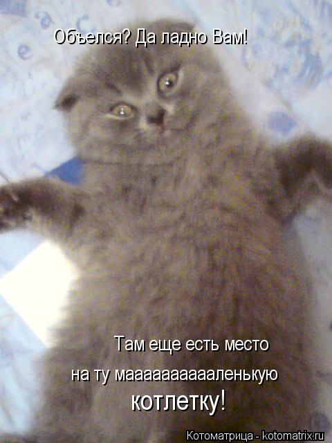 Котоматрица: Объелся? Да ладно Вам! Там еще есть место на ту мааааааааааленькую   котлетку!