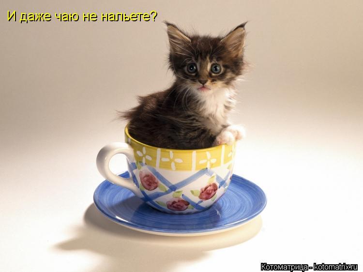 Котоматрица: И даже чаю не нальете?