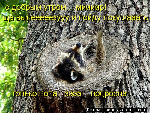 Котоматрица: с добрым утром....миииир! ща вылееееезууу и пойду покушааать только попа...ээээ....подросла