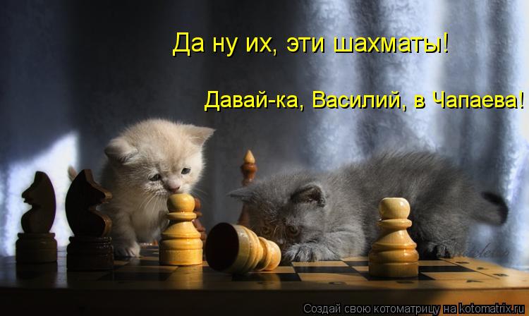 Котоматрица: Да ну их, эти шахматы! Давай-ка, Василий, в Чапаева!
