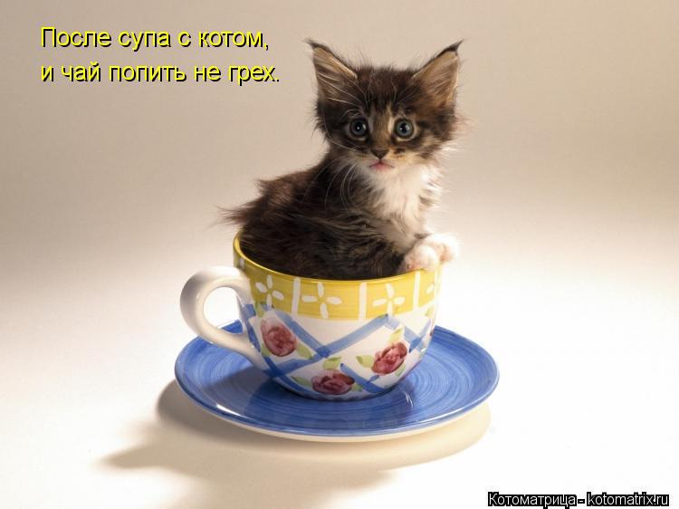 Котоматрица: После супа с котом, и чай попить не грех.