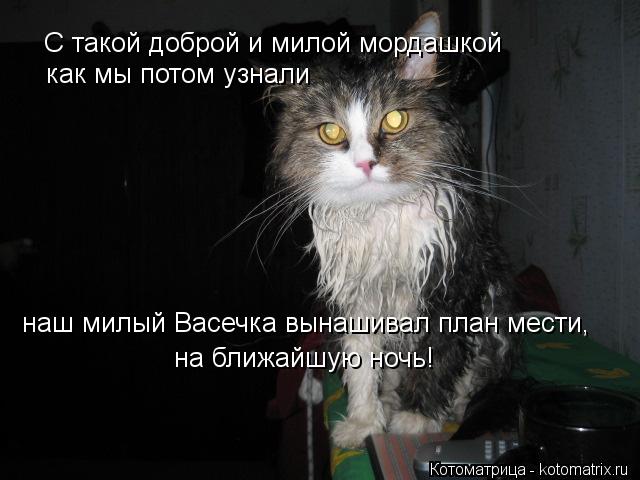 Котоматрица: С такой доброй и милой мордашкой как мы потом узнали  наш милый Васечка вынашивал план мести, на ближайшую ночь!