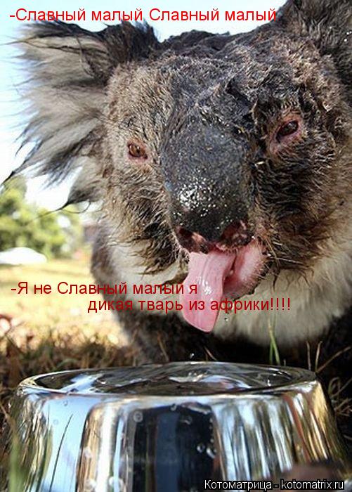 Котоматрица: -Славный малый Славный малый -Я не Славный малый я  дикая тварь из африки!!!!