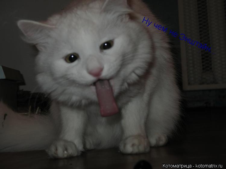 Котоматрица: Ну чем не Энштэйн...