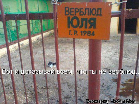 Котоматрица: Вот и доказывай всем, что ты не верблюд...