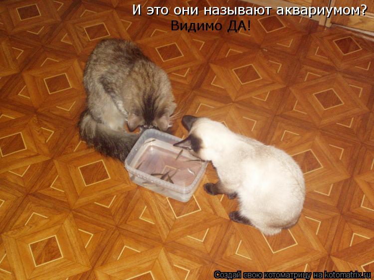 Котоматрица: И это они называют аквариумом? Видимо ДА!
