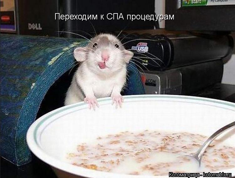 Котоматрица: Переходим к СПА процедурам