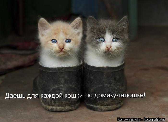 Котоматрица: Даешь для каждой кошки по домику-галошке!