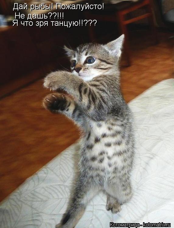 Дай рыбы! Пожалуйсто! Не дашь??!!! Я что зря танцую!!???... Котоматрица: Дай рыбы! Пожалуйсто! Не дашь??!!! Я что зря танцую!!???