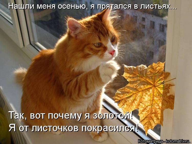 Нашли меня осенью, я прятался в листьях... Так, вот почему я золотой! Я от листочков покрасился!... Котоматрица: Нашли меня осенью, я прятался в листьях... Так, вот почему я золотой! Я от листочков покрасился!