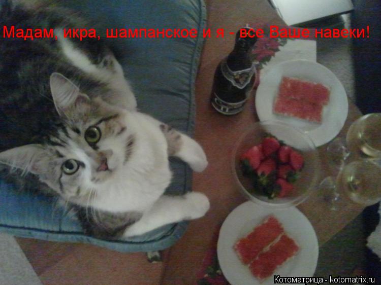 Мадам, икра, шампанское и я - все Ваше навеки!... Котоматрица: Мадам, икра, шампанское и я - все Ваше навеки!