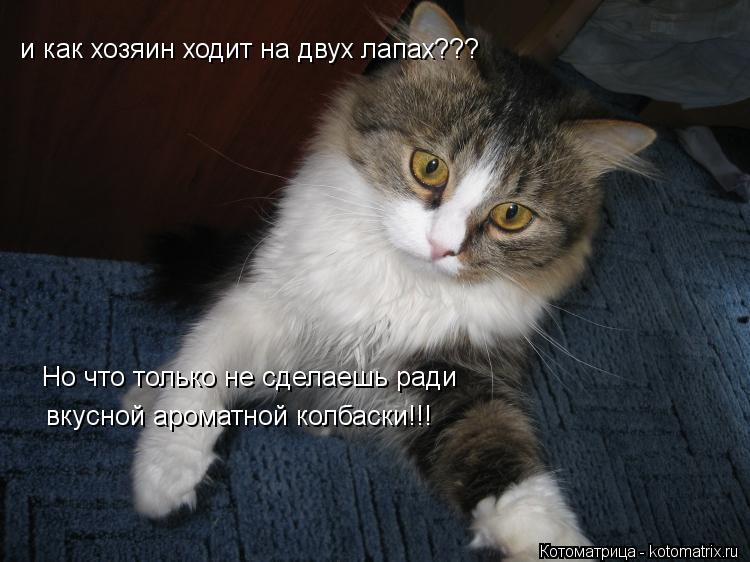 Котоматрица: и как хозяин ходит на двух лапах???  Но что только не сделаешь ради  вкусной ароматной колбаски!!!
