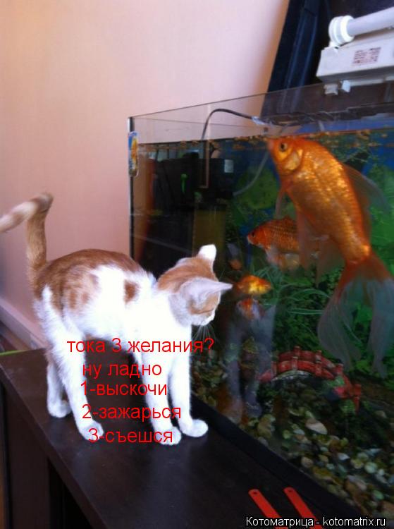 тока 3 желания? ну ладно 1-выскочи 2-зажарься 3-съешся... Котоматрица: тока 3 желания? ну ладно 1-выскочи 2-зажарься 3-съешся