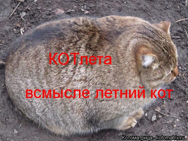 КОТлета всмысле летний кот... Котоматрица: КОТлета всмысле летний кот