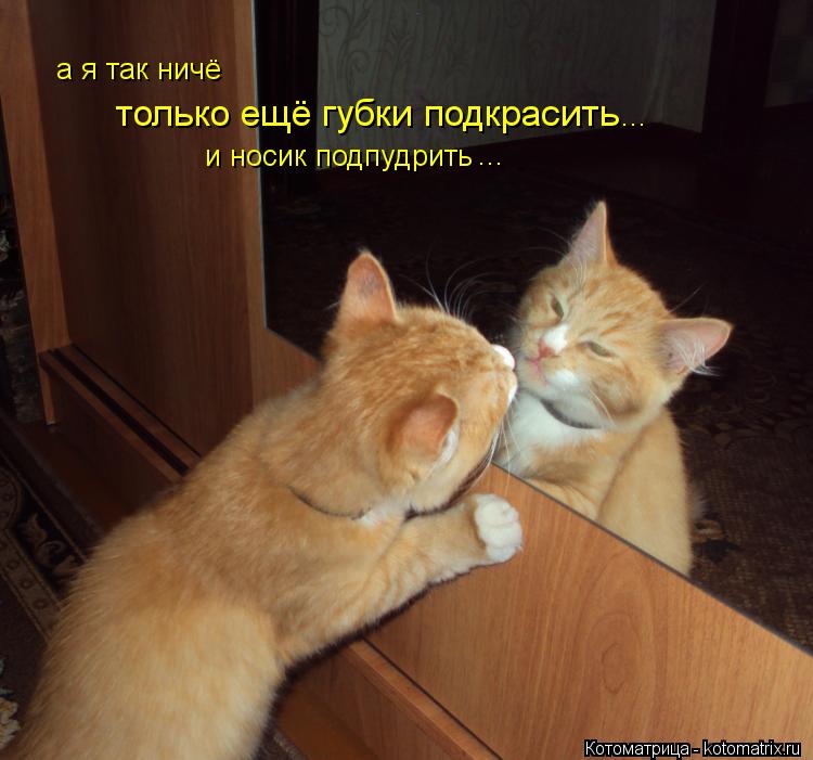 Котоматрица: а я так ничё только ещё губки подкрасить и носик подпудрить ... ...